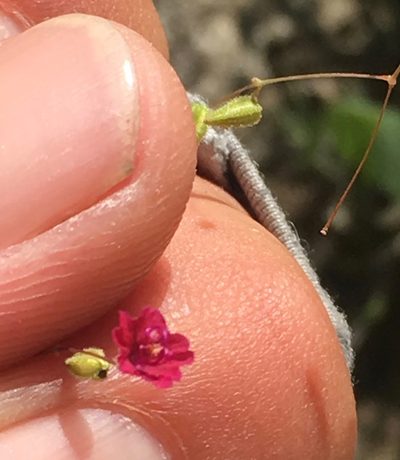 Boerhavia gracillima, photographed by Adam J. Searcy