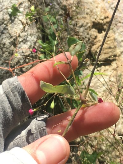 Boerhavia gracillima, photographed by Adam J. Searcy