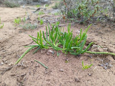Conicosia pugioniformis, photographed by Matt Muir