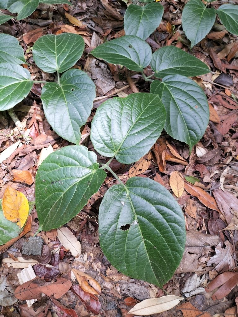 Cayratia saponaria, photographed by Matthew Borella