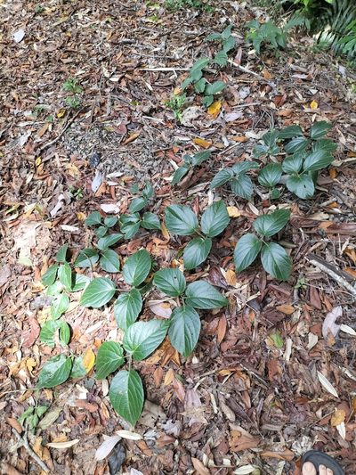 Cayratia saponaria, photographed by Matthew Borella