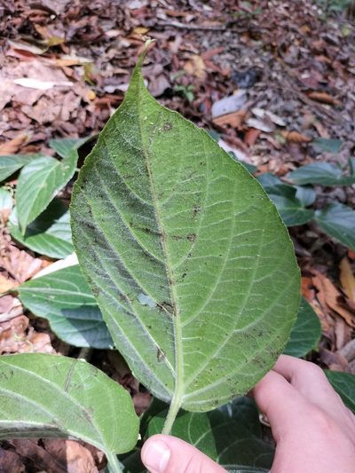 Cayratia saponaria, photographed by Matthew Borella