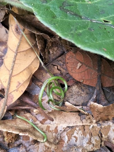 Cayratia saponaria, photographed by Matthew Borella
