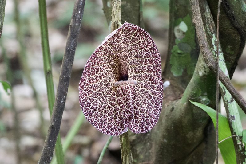 Aristolochia cordiflora, photographed by Dario Taraborelli