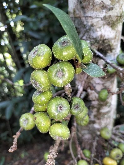 Ficus congesta, photographed by Matthew Borella