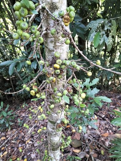 Ficus congesta, photographed by Matthew Borella