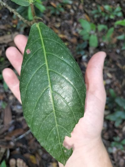 Ficus congesta, photographed by Matthew Borella