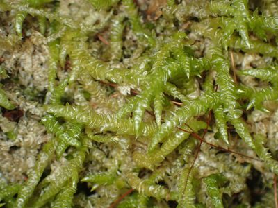 Acrocladium chlamydophyllum, photographed by Paul Bell-Butler