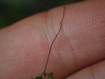 Hymenophyllum rarum, photographed by Paul Bell-Butler