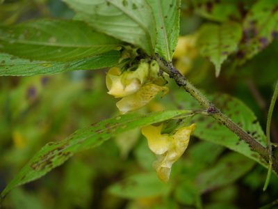 Impatiens tricornis, photographed by Dinesh Valke