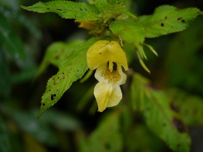 Impatiens tricornis, photographed by Dinesh Valke
