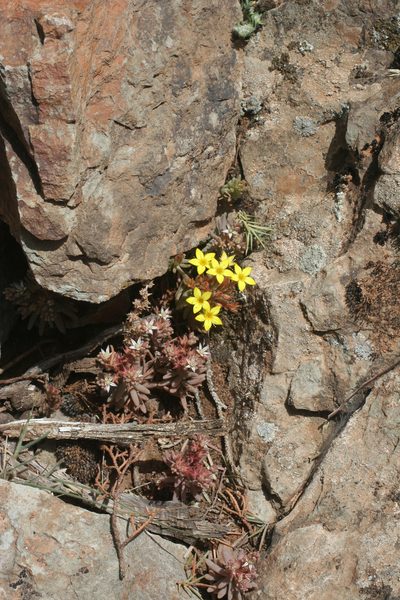 Pistorinia attenuata, photographed by Oleg Kosterin