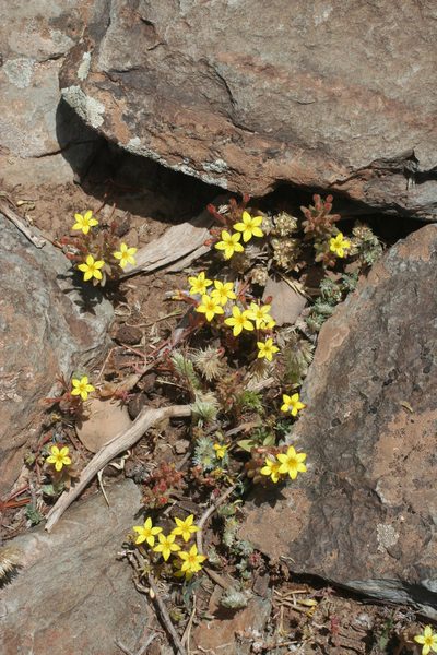Pistorinia attenuata, photographed by Oleg Kosterin