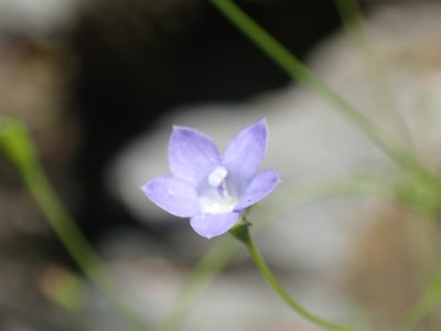 Wahlenbergia violacea, photographed by Paul Bell-Butler