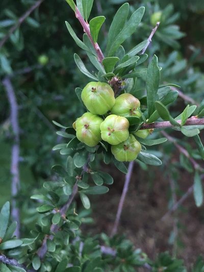 Tetracoccus capensis, photographed by Adam J. Searcy