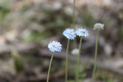 Brunonia australis, photographed by Rod Lowther