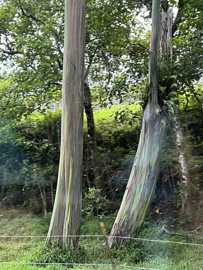 Eucalyptus deglupta, photographed by plingus22