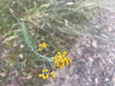 Chrysocephalum semipapposum, photographed by Dylan Wishart