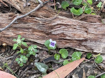 Viola hederacea, photographed by Dylan Wishart