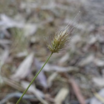 Echinopogon ovatus, photographed by yatesy