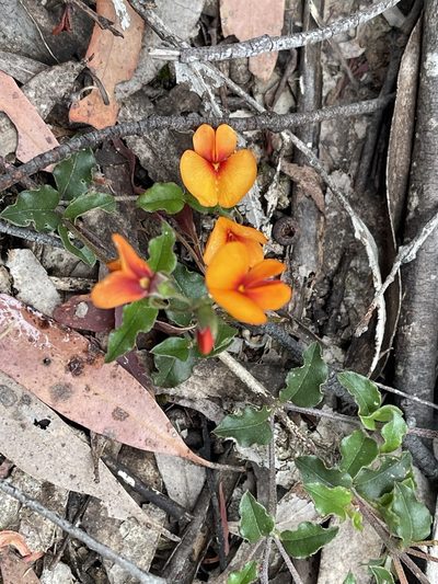 Podolobium procumbens, photographed by Dylan Wishart