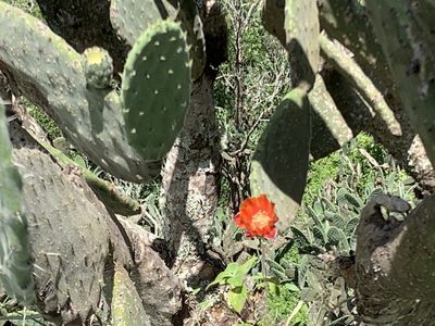 Opuntia tomentosa, photographed by lymanhc