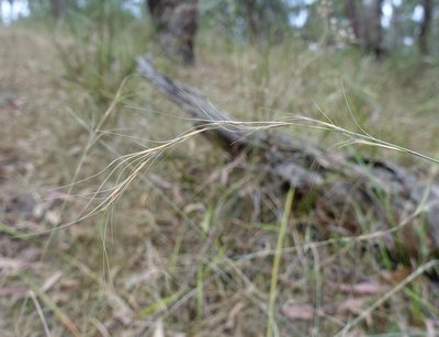 Anthosachne scabra