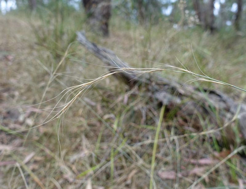 Anthosachne scabra, photographed by yatesy