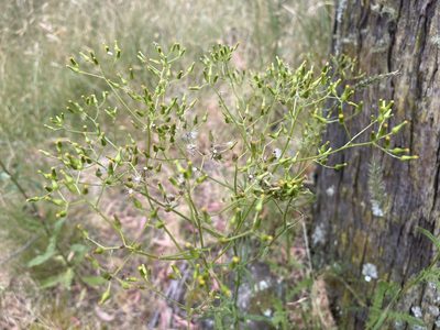 Senecio hispidulus, photographed by Dylan Wishart