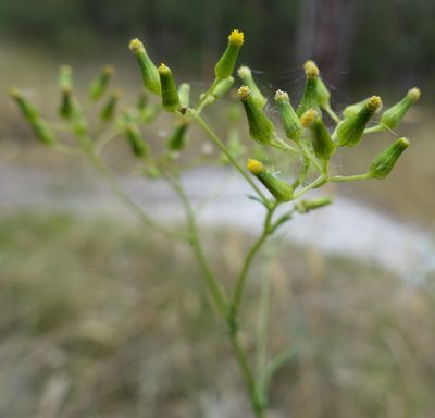 Senecio hispidulus, photographed by yatesy
