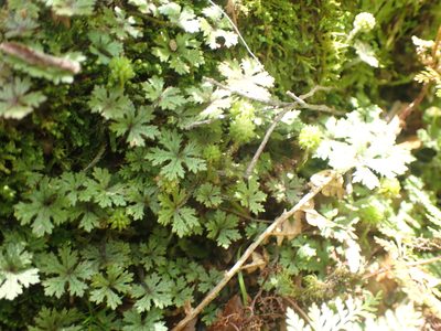 Hydrocotyle dissecta, photographed by Paul Bell-Butler