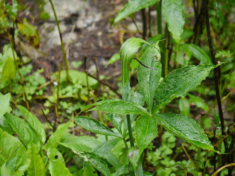 Arisaema jacquemontii, photographed by Dinesh Valke