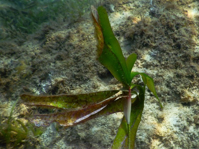 Thalassodendron ciliatum, photographed by Ewout Knoester