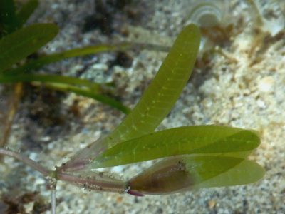 Halophila stipulacea, photographed by Ewout Knoester