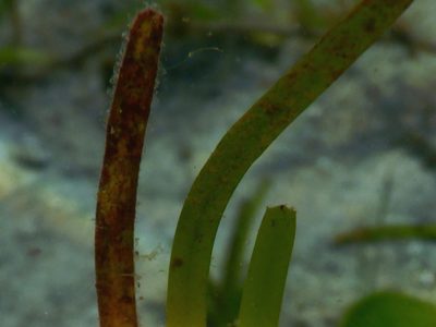 Halodule uninervis, photographed by Ewout Knoester