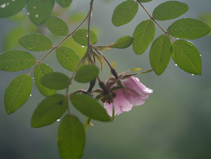 Rosa macrophylla, photographed by Dinesh Valke