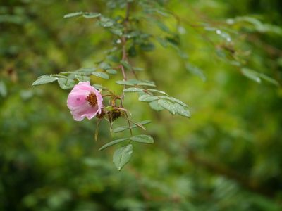 Rosa macrophylla, photographed by Dinesh Valke