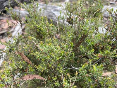 Leptospermum continentale, photographed by Dylan Wishart