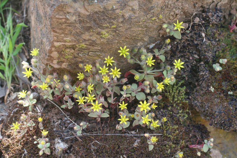Sedum modestum, photographed by Oleg Kosterin