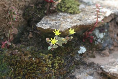 Sedum modestum, photographed by Oleg Kosterin