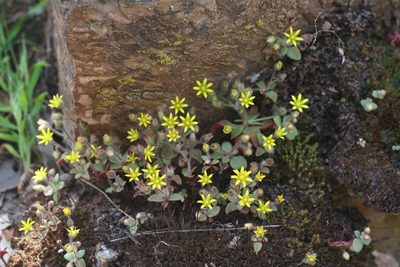 Sedum modestum, photographed by Oleg Kosterin