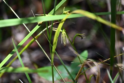 Cryptostylis subulata, photographed by Thomas Mesaglio