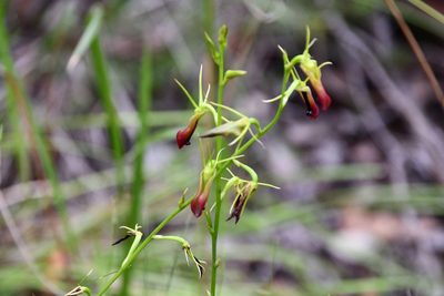 Cryptostylis subulata, photographed by Thomas Mesaglio