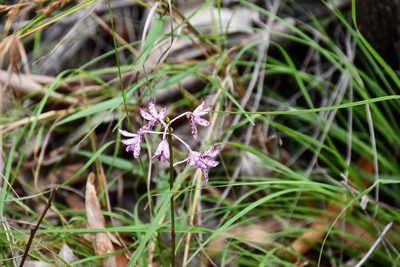 Dipodium variegatum, photographed by Thomas Mesaglio