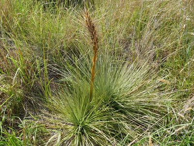 Aciphylla subflabellata, photographed by Alice Shanks