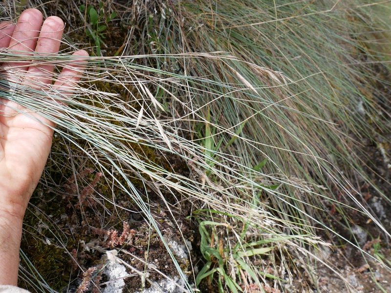 Festuca actae, photographed by Alice Shanks