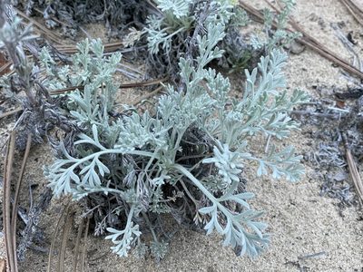 Artemisia pycnocephala, photographed by Henrik Kibak