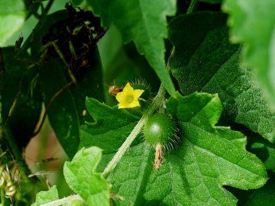 Cucumis maderaspatanus, photographed by Jacy Chen