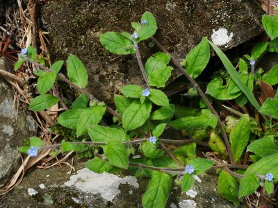 Thyrocarpus sampsonii, photographed by Jacy Chen