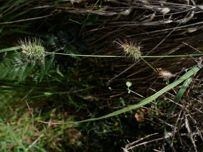Echinopogon ovatus, photographed by Alice Shanks